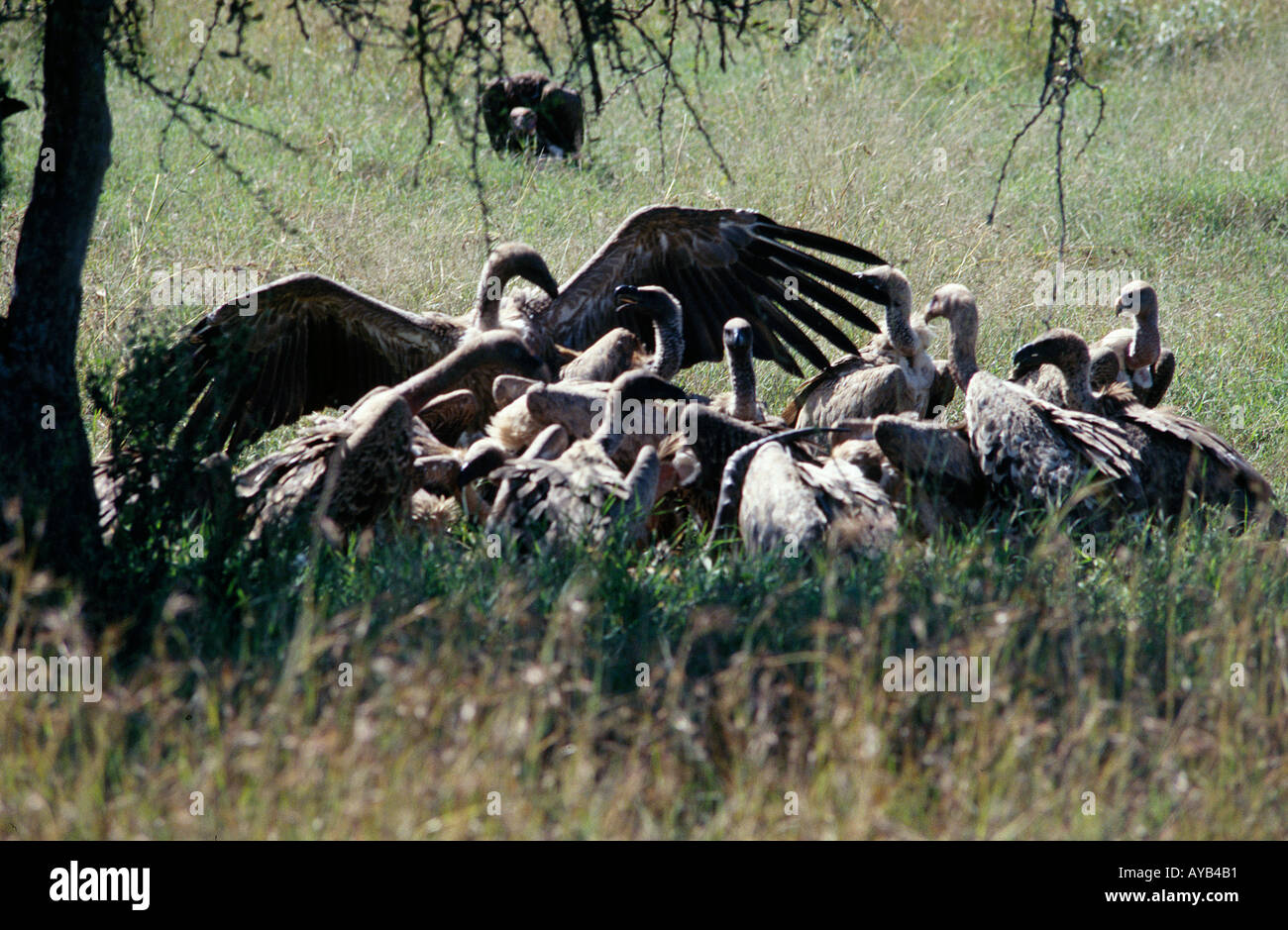 Vultures eating carcass in Nakuru National Park kenya Stock Photo