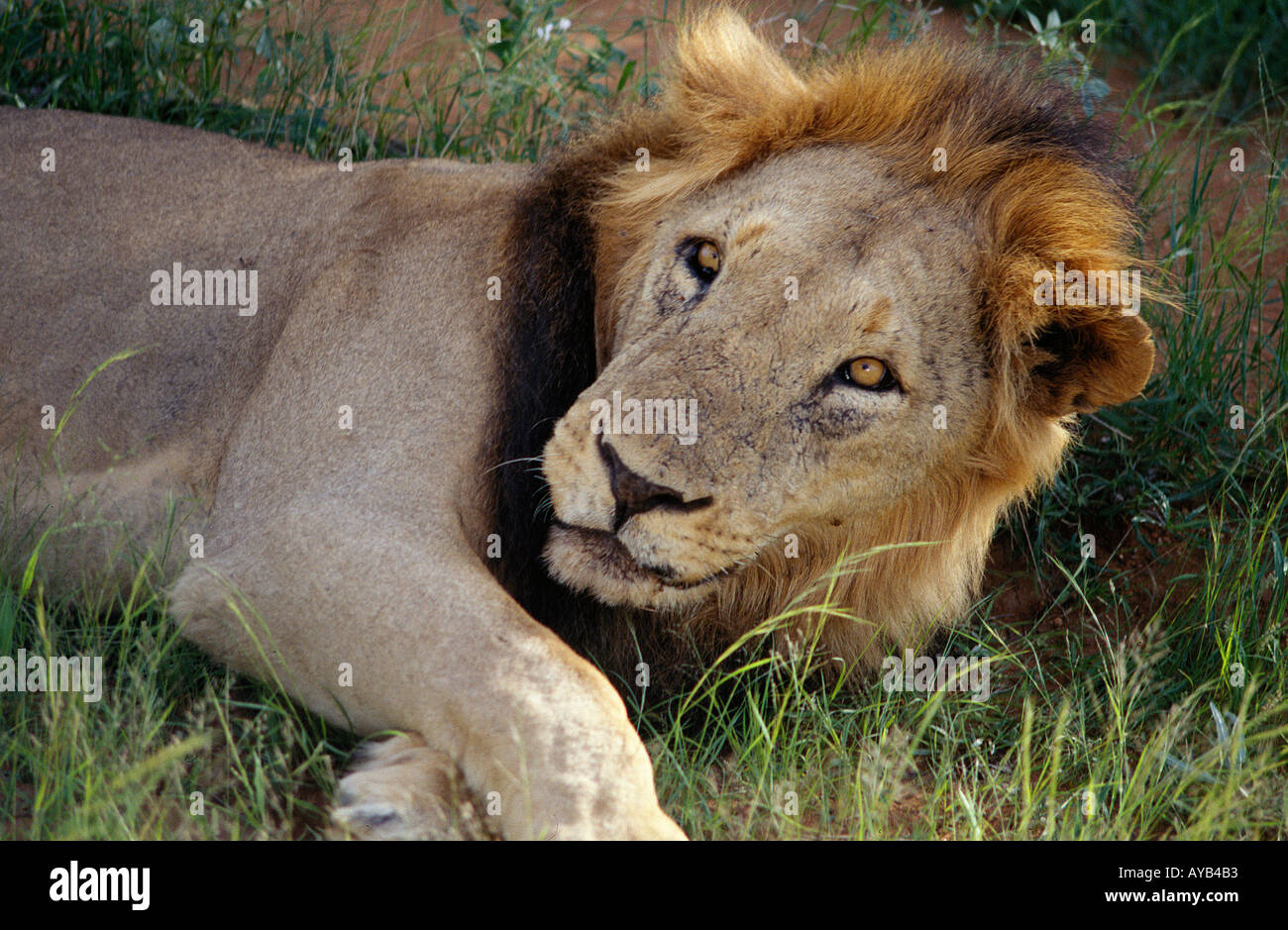 Lion in Samburu National Park Stock Photo