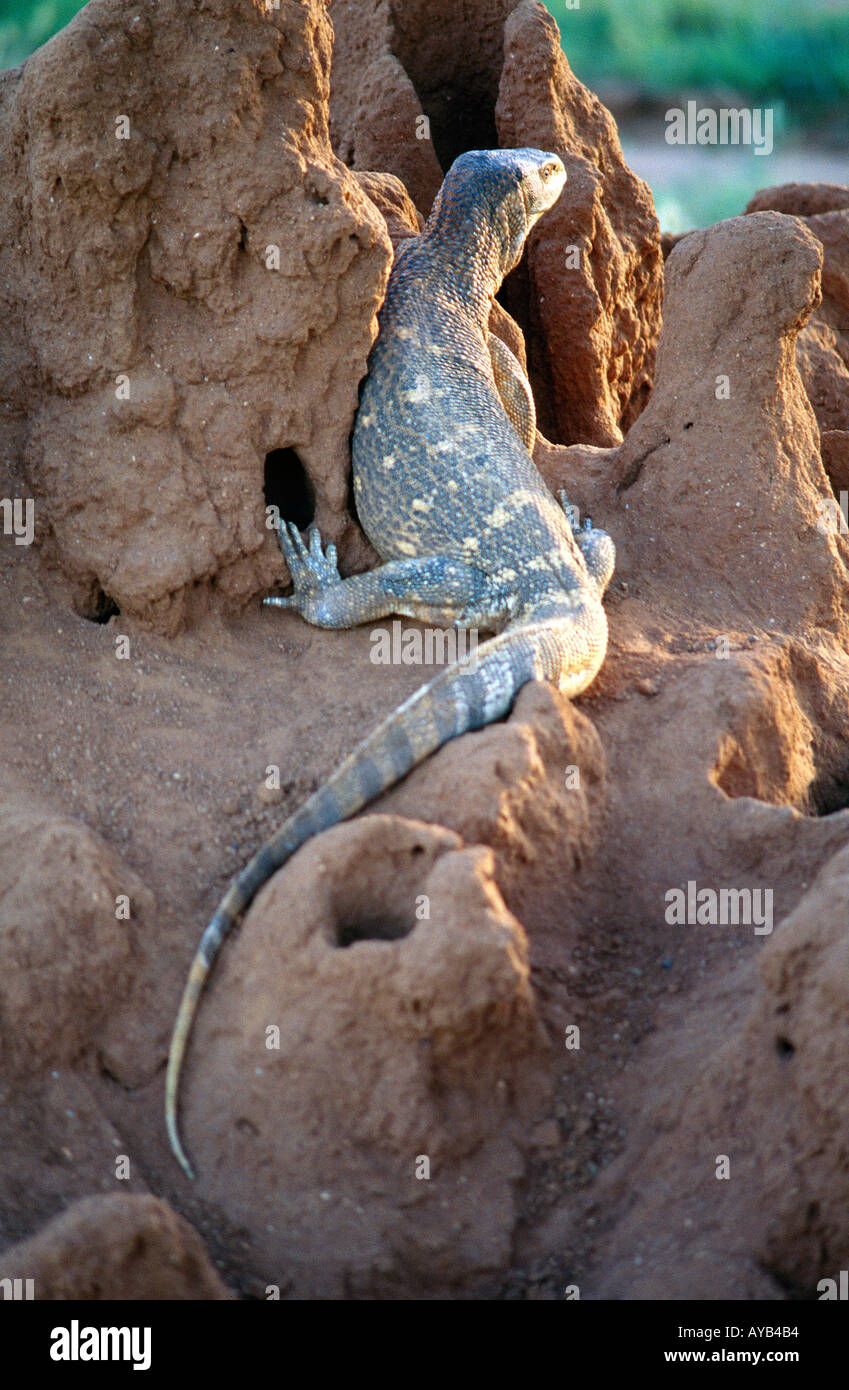 Monitor Lizard in Samburu National Park Kenya Africa Stock Photo Alamy