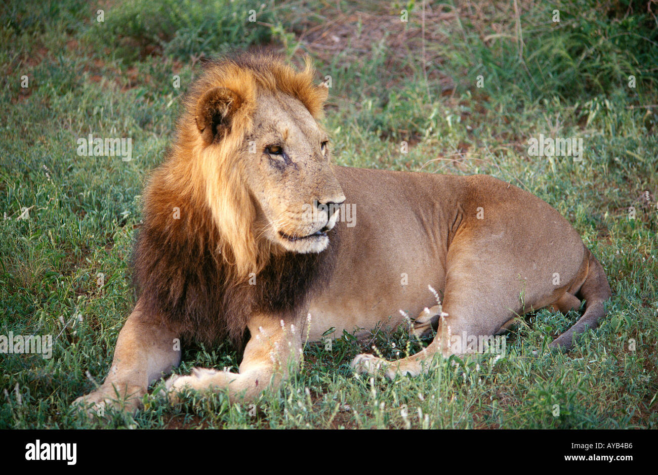 Lion laying at Samburu National Park Kenya Stock Photo - Alamy