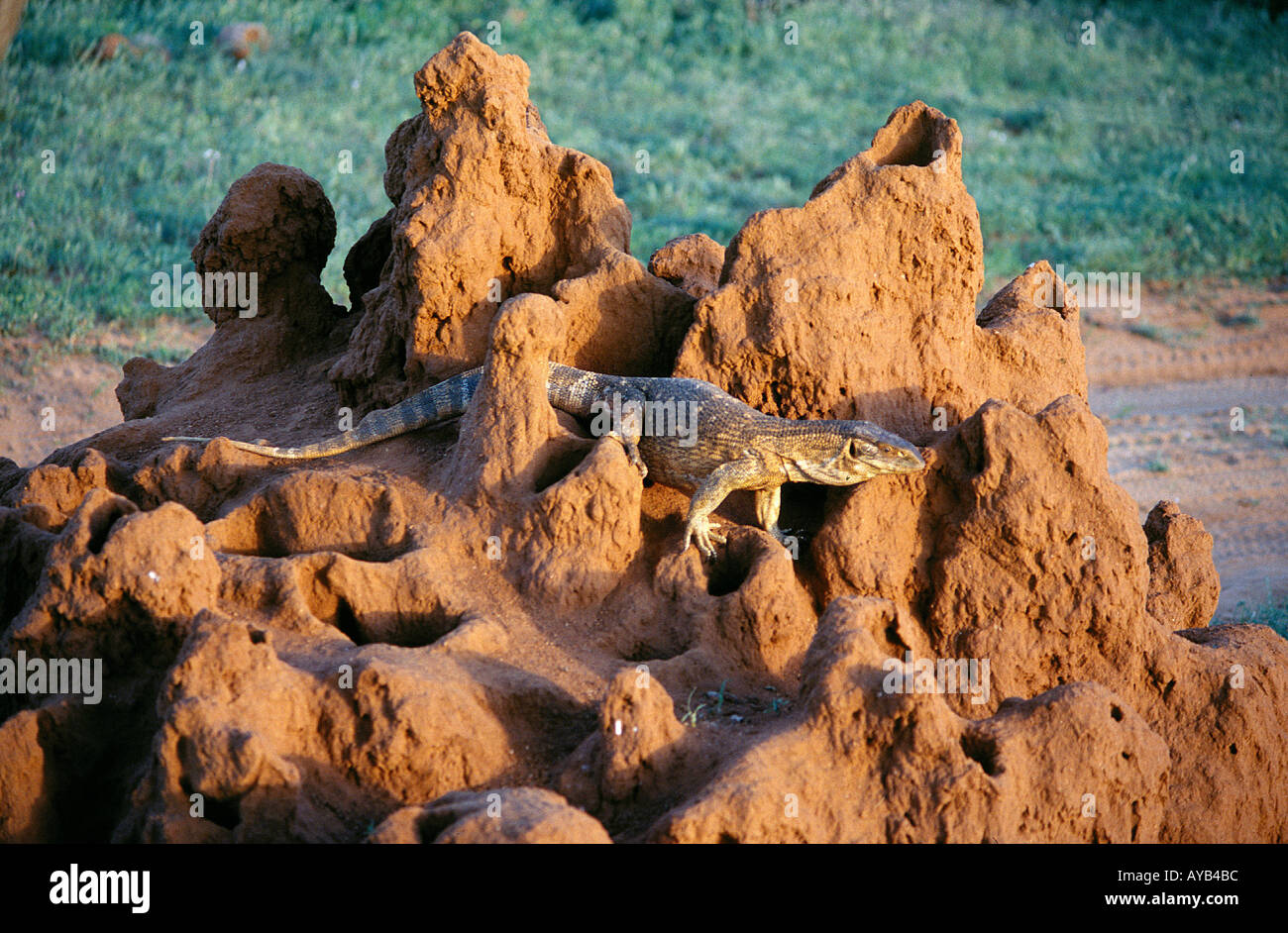 Monitor Lizard in Samburu National Park Kenya Africa Stock Photo Alamy