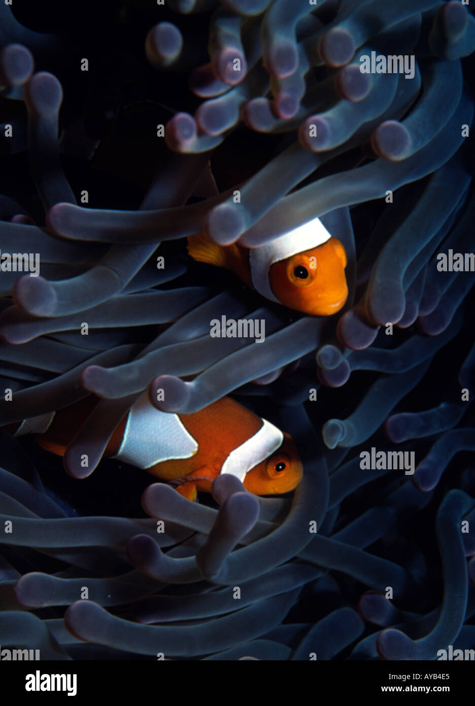 baby tropical fish