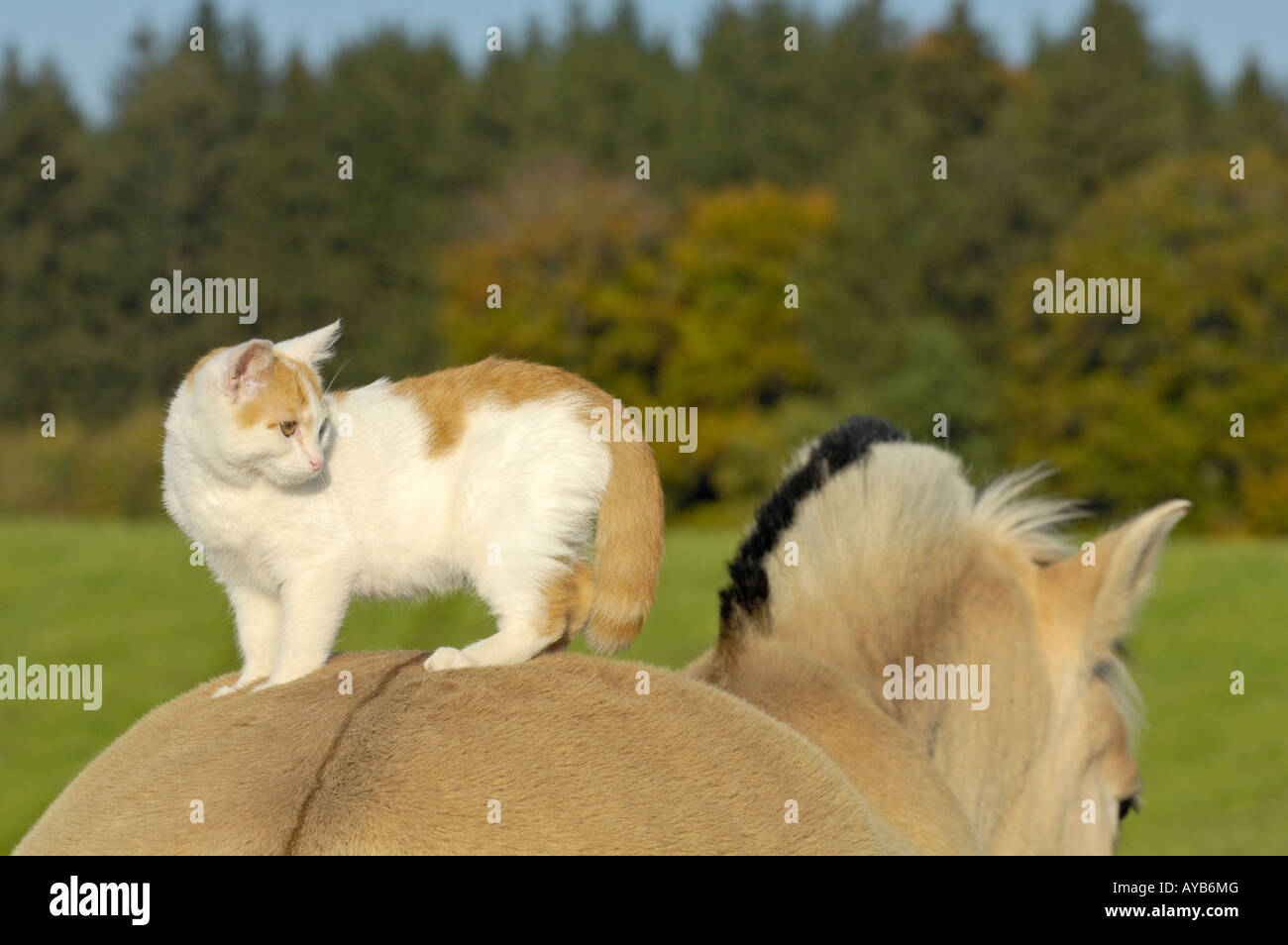 Young cat sitting on back of a Norwegian horse Stock Photo Alamy