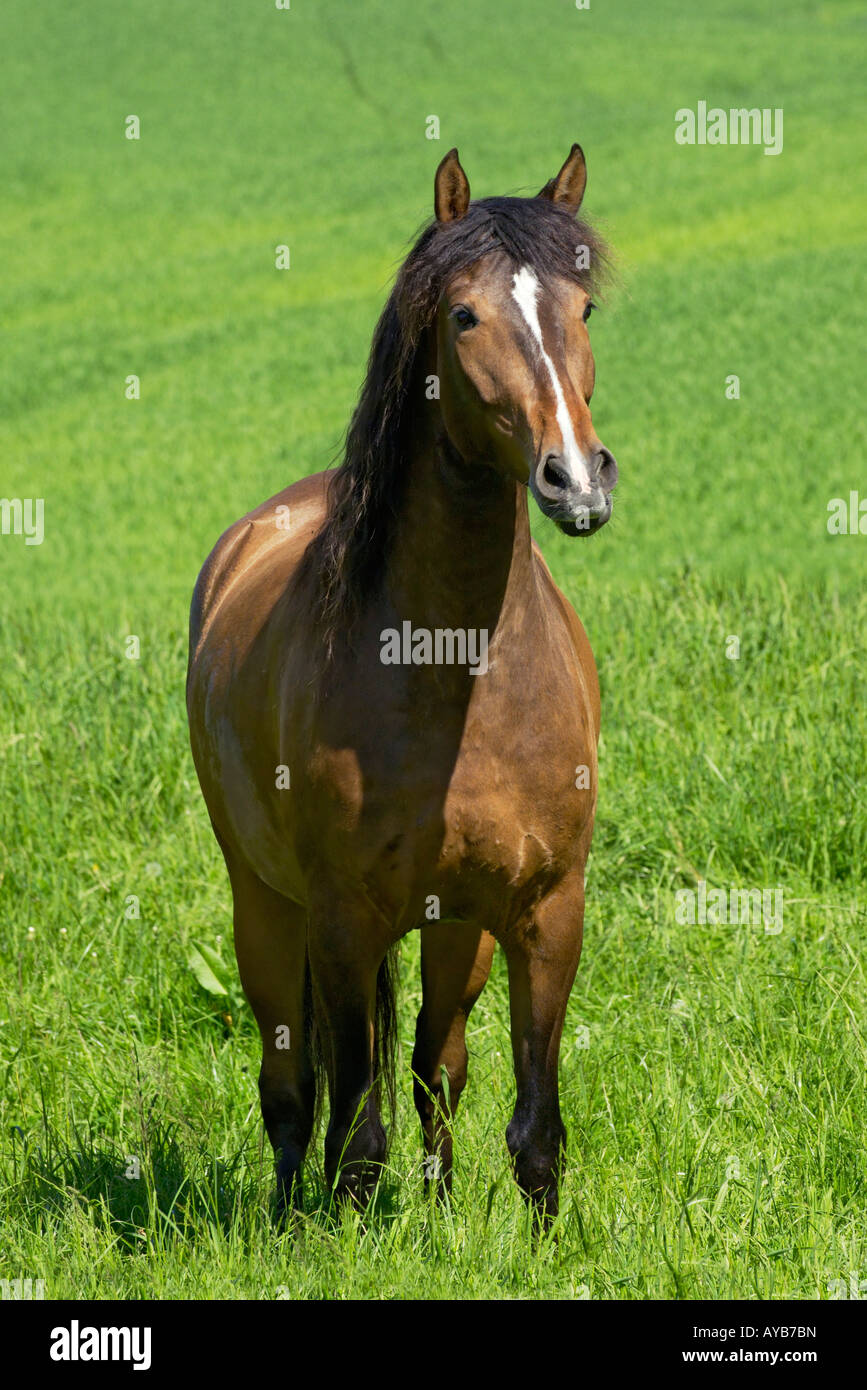 Iberian horse Stock Photo
