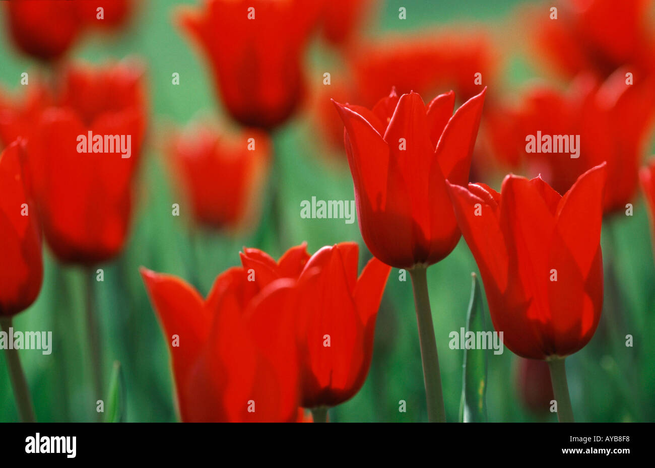 Tulips Tulpen Pflanzen Plants Blumen Flowers Liliengewaechse Stock