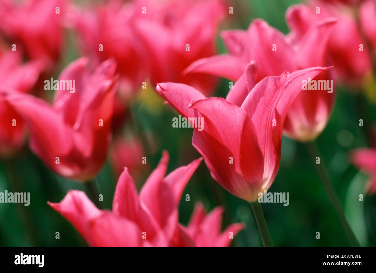 Tulips Tulpen Pflanzen Plants Blumen Flowers Liliengewaechse Stock