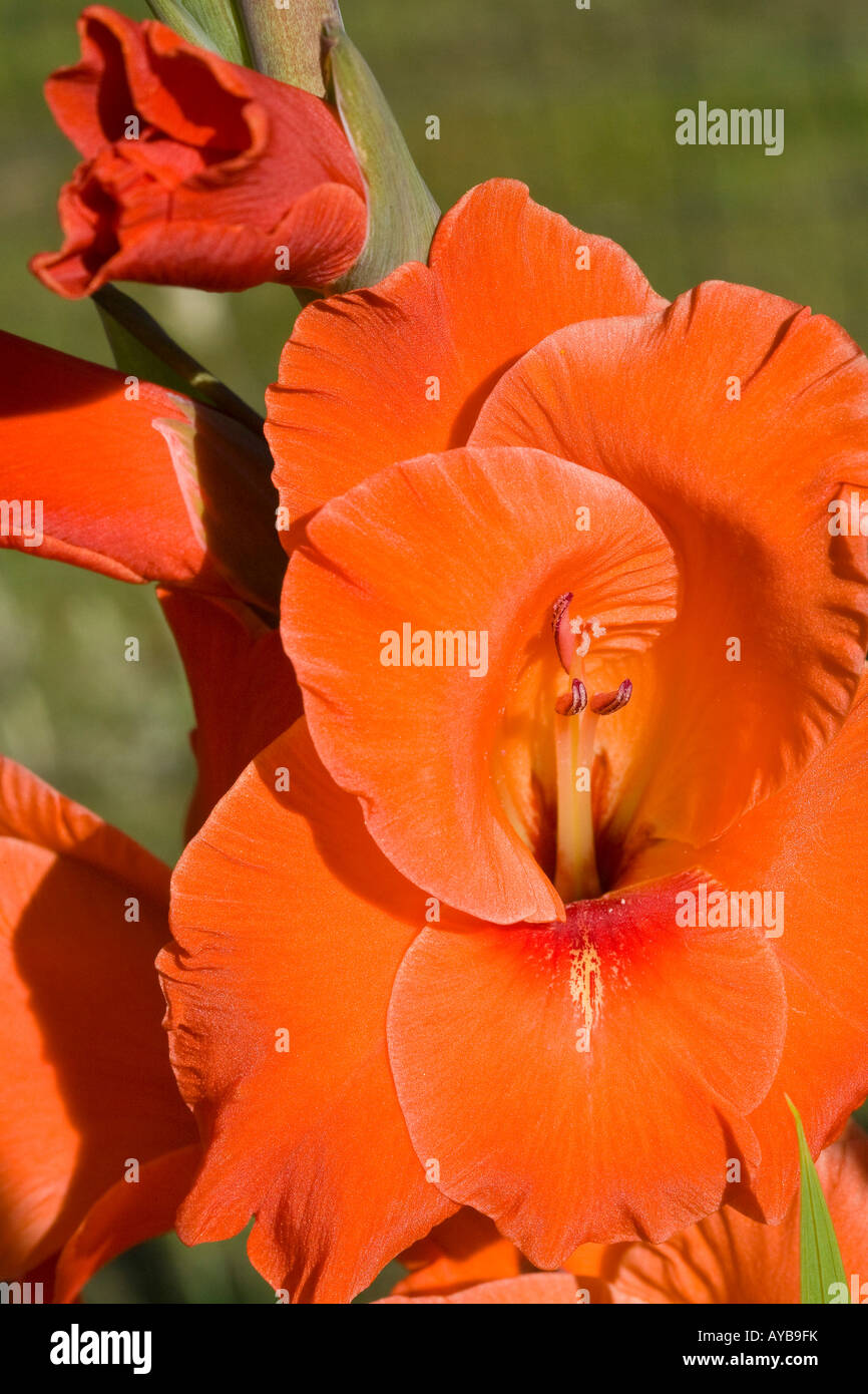 Orange gladiolus blossoms in a garden Stock Photo