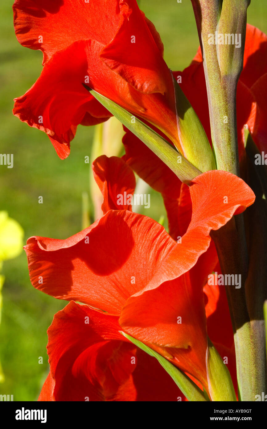 Orange gladiolus blossoms in a garden Stock Photo