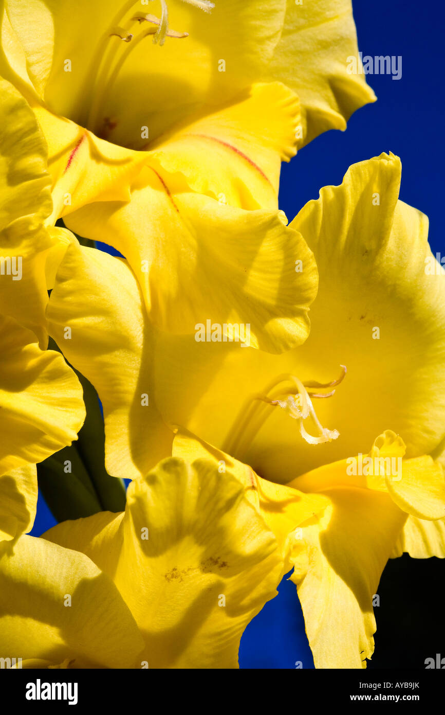 Yellow gladiolus flowers close up in garden Stock Photo