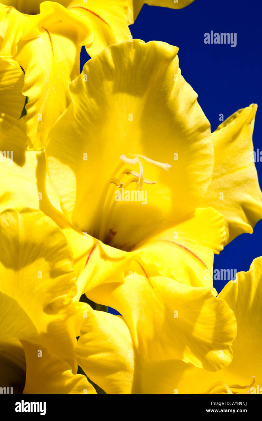 Yellow gladiolus flowers close up in garden Stock Photo