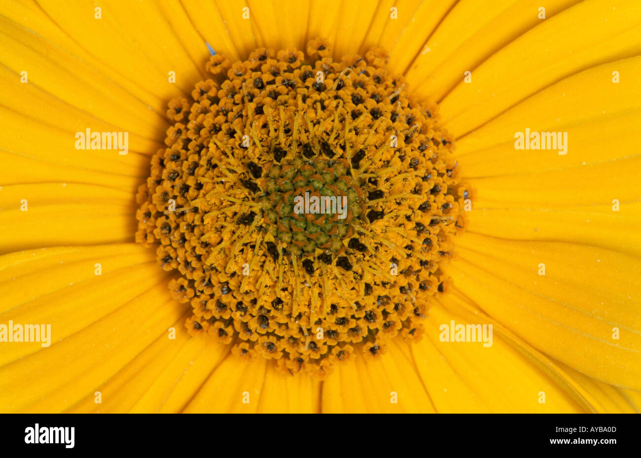Sunflower blossom detail Helianthus spec Staudensonnenblume
