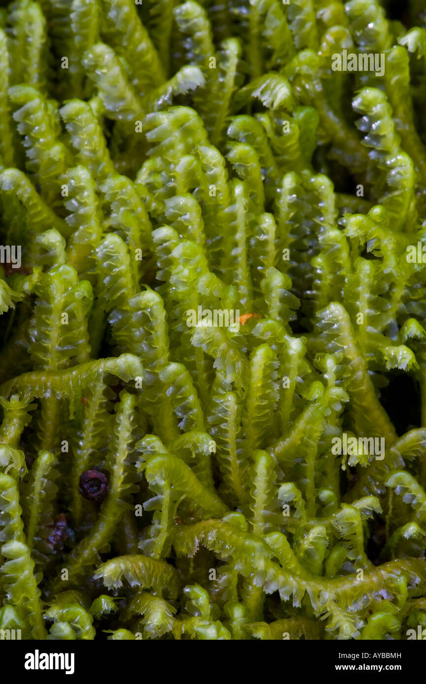 A Leafy Liverwort Bazzania trilobata Stock Photo