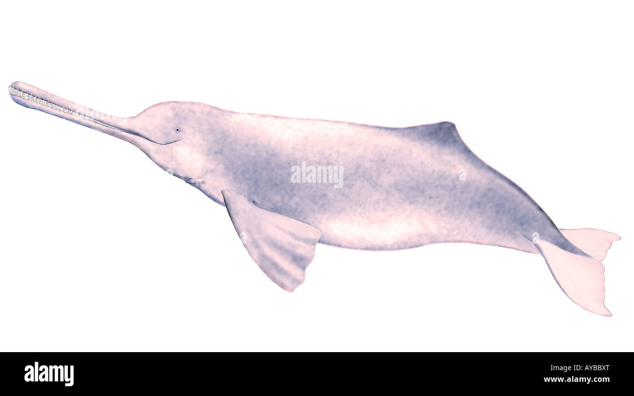 Ganges River Dolphin (Platanista gangetica), drawing Stock Photo