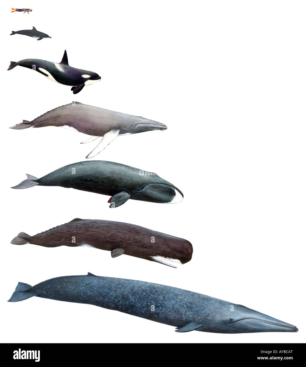 Different whales and dolphins, drawing Stock Photo