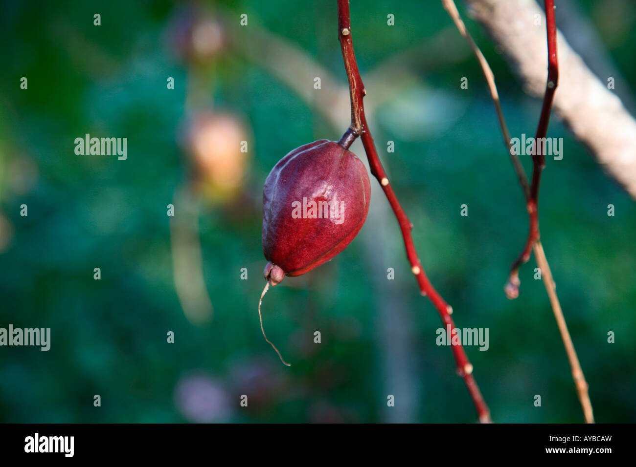 Rassi hi-res stock photography and images - Alamy