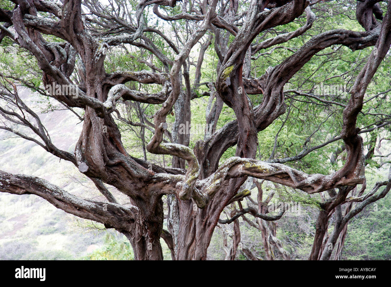 Weird Gnarled branches of a tree on Oahu,Hawaii,USA Stock Photo