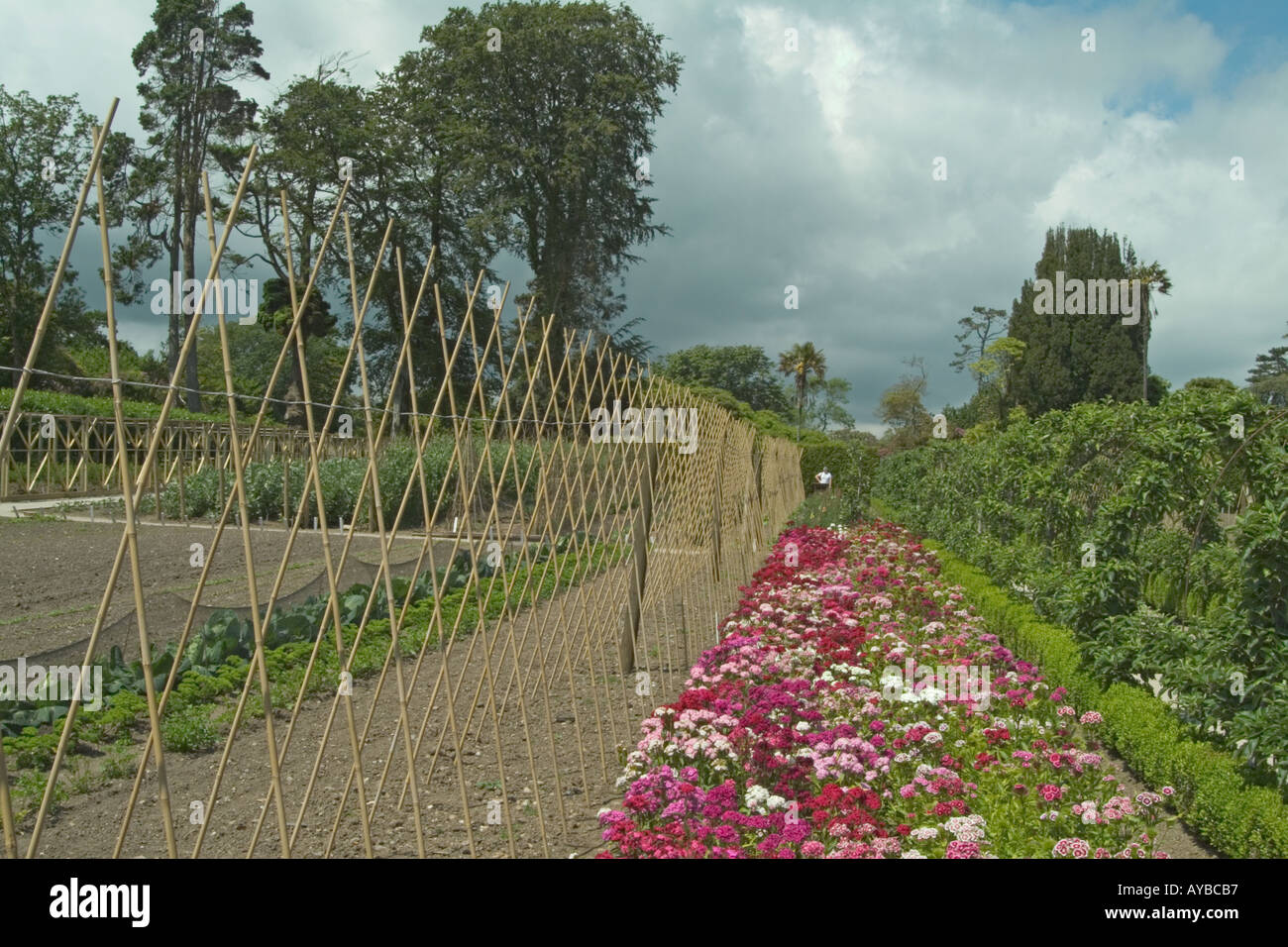 The Vegetable Garden at the Lost Gardens of Heligan Cornwall England UK Stock Photo