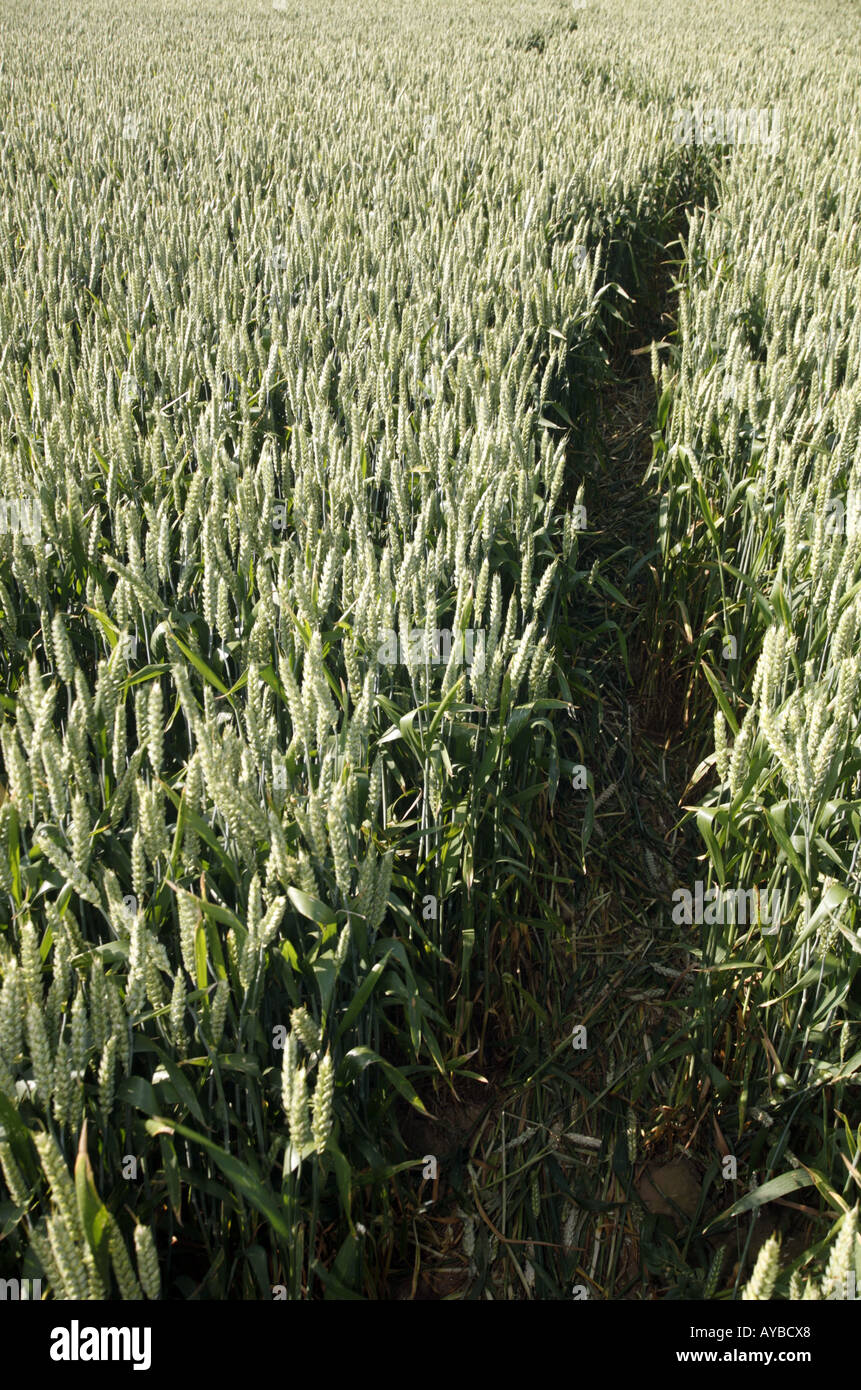 Path through wheat field Stock Photo Alamy