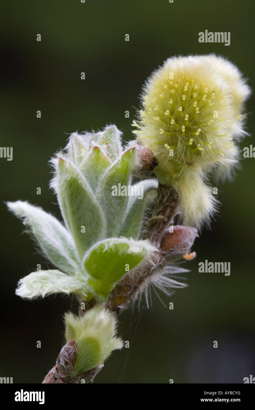 Woolly Willow, Salix lanata, catkin Stock Photo
