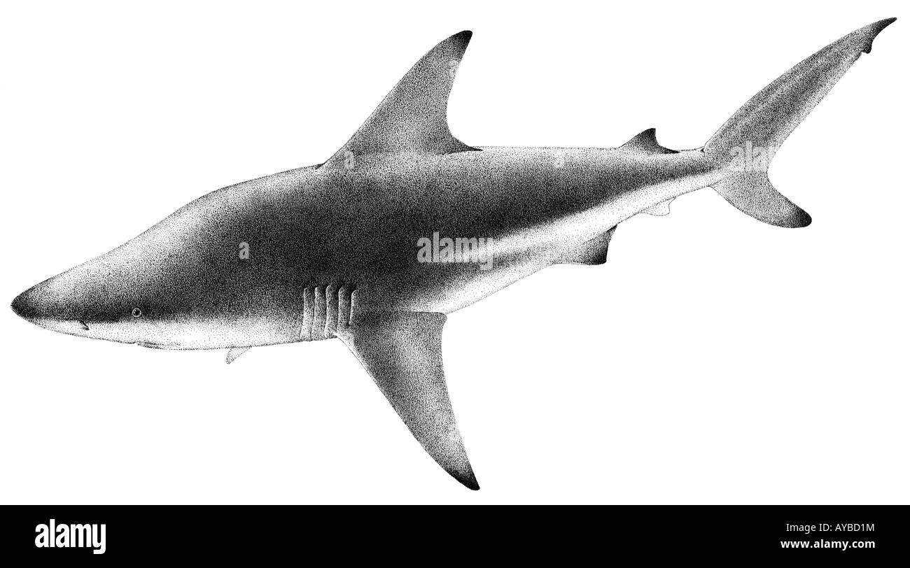 Blacktip Shark (Carcharhinus limbatus), drawing Stock Photo