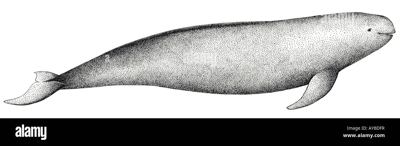 Finless Porpoise (Neophocaena phocaenoides), drawing Stock Photo