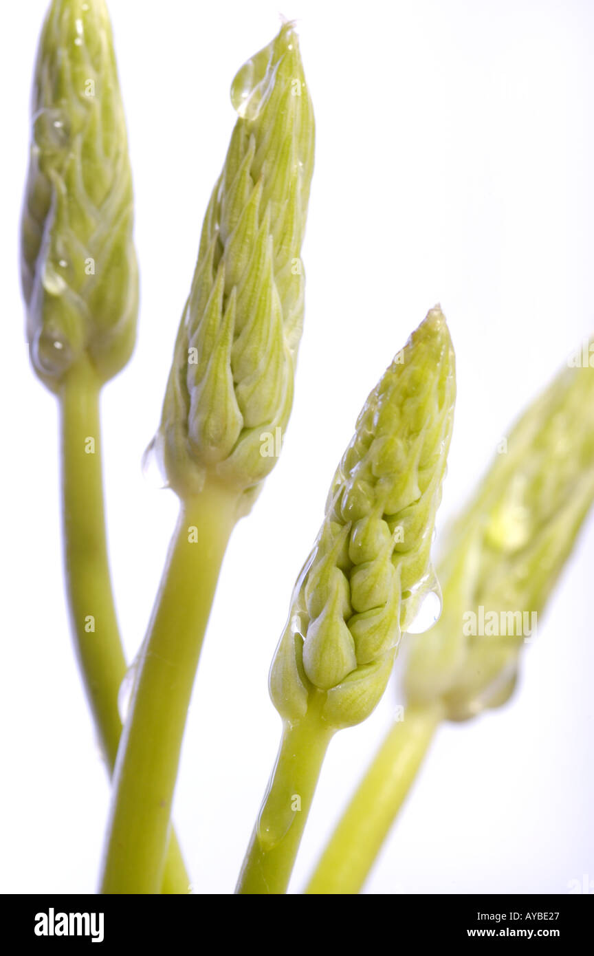 fresh wild asparagus from France small thin Spargel  Stock Photo