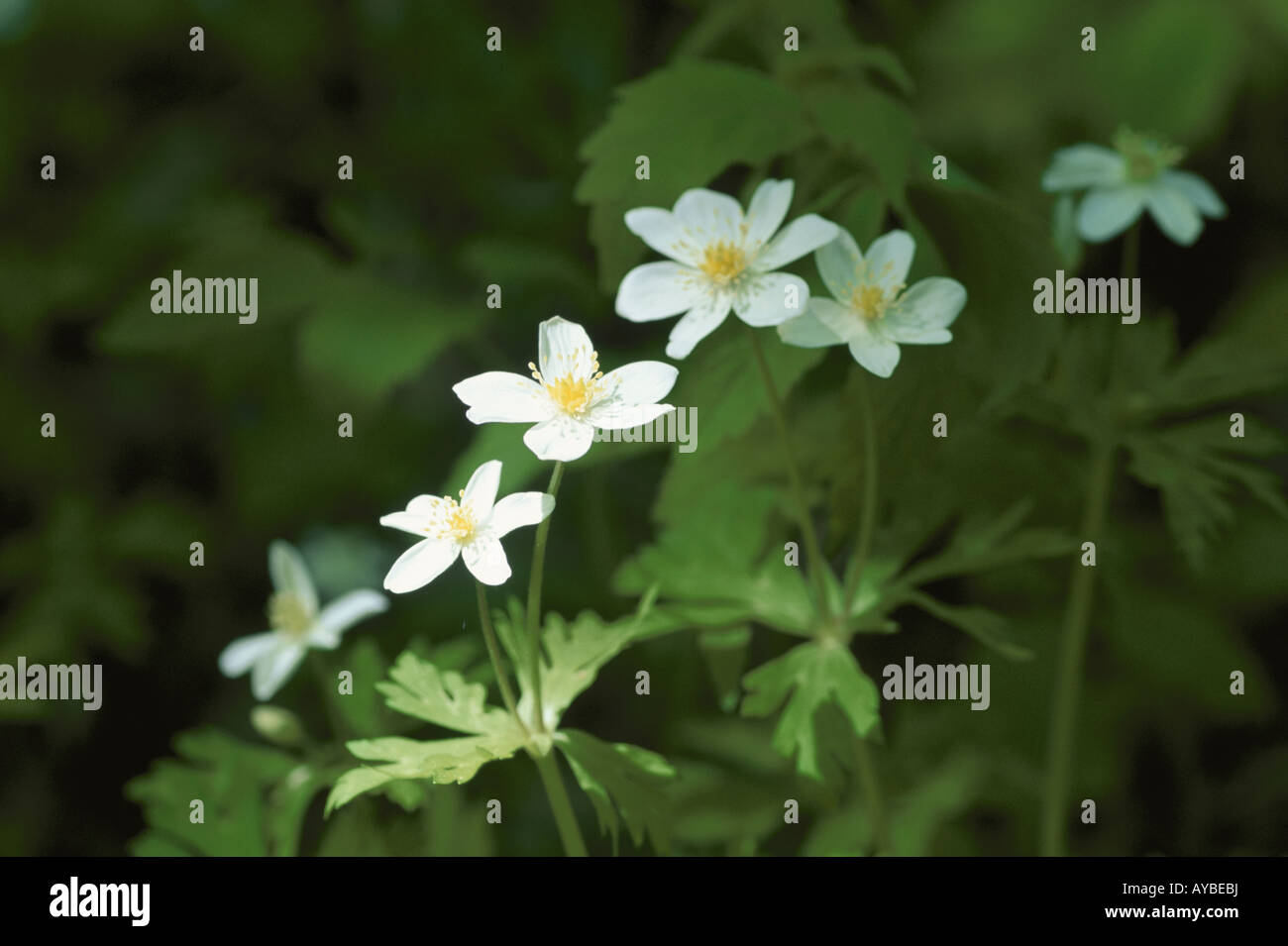 White wildflowers hi-res stock photography and images - Alamy