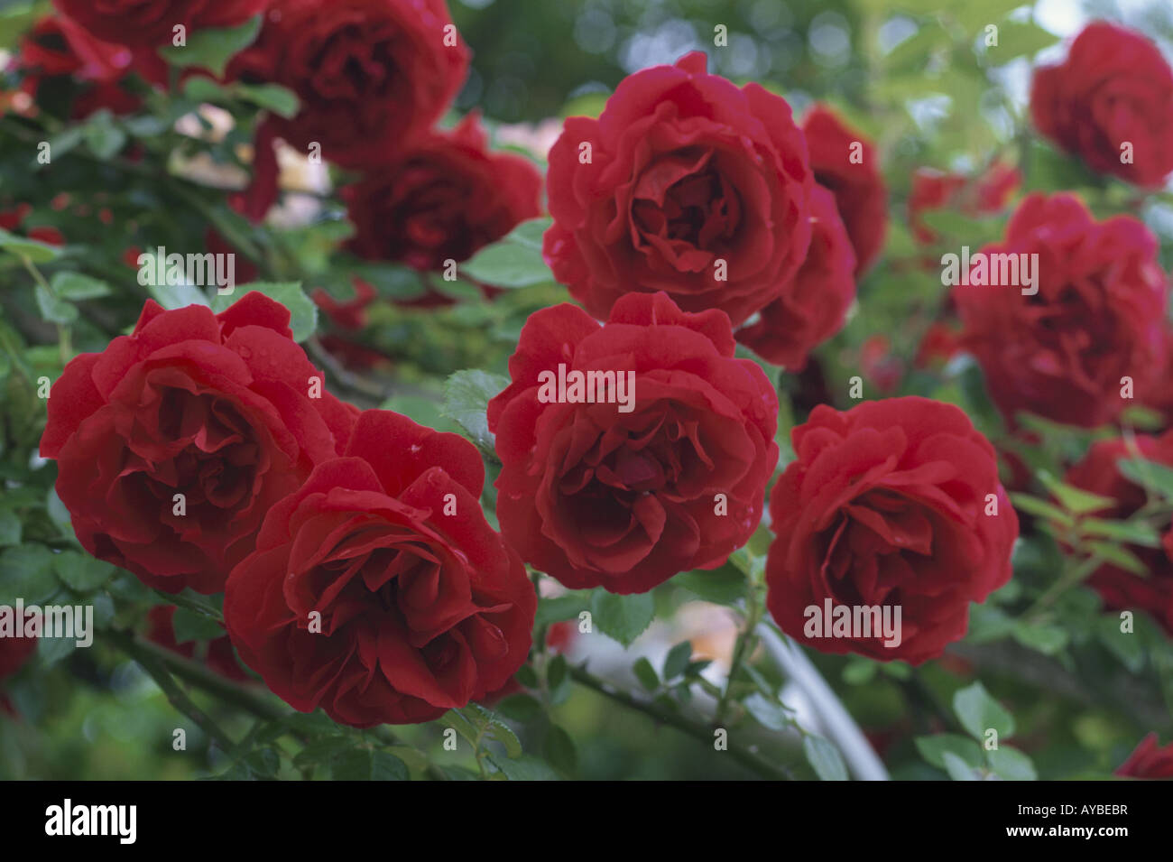 Pes Red Roses Colorful roses leaves in hi-res stock photography and images - Alamy
