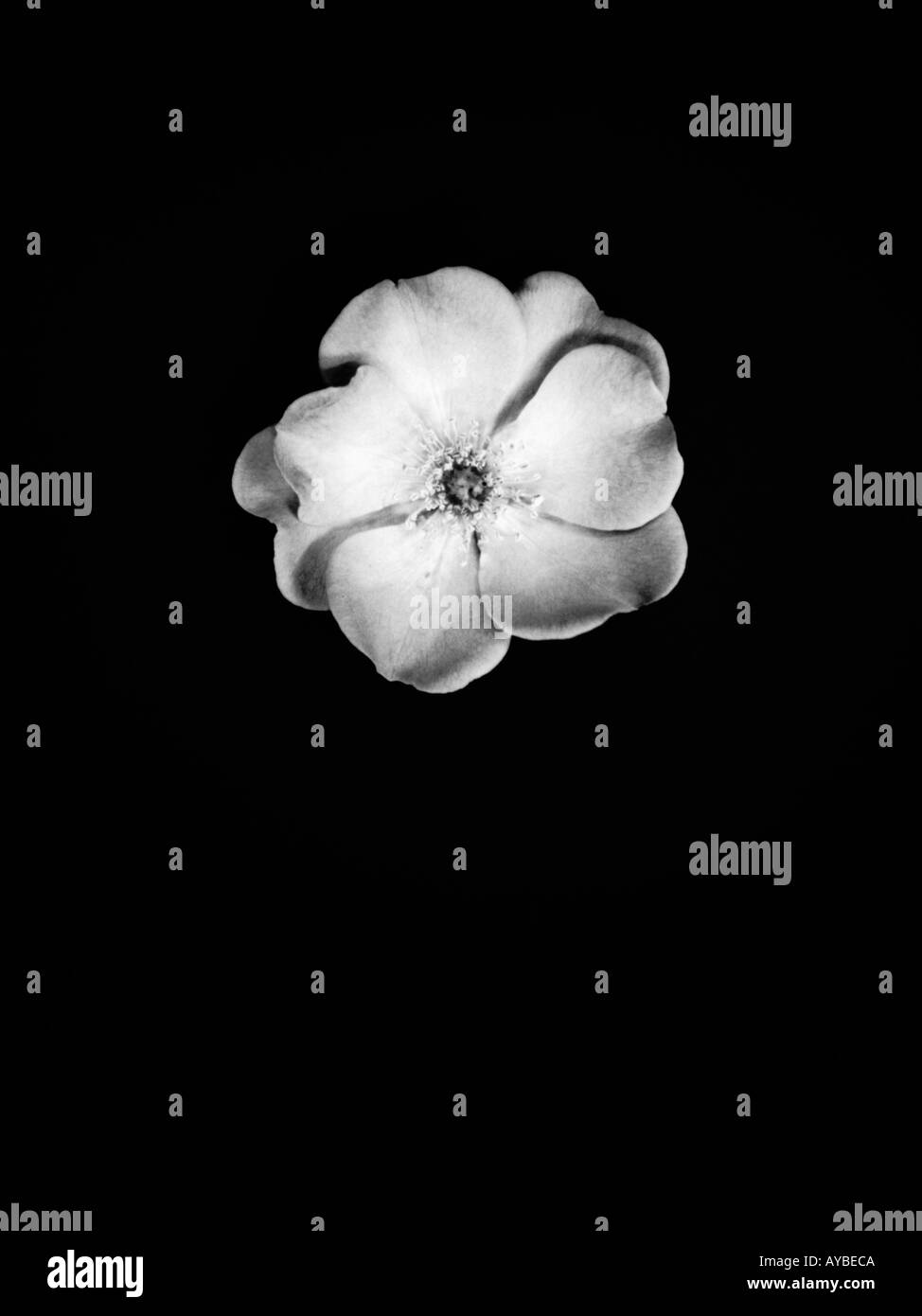 black and white shot Phlox North American plant of the genus faimly Stock Photo