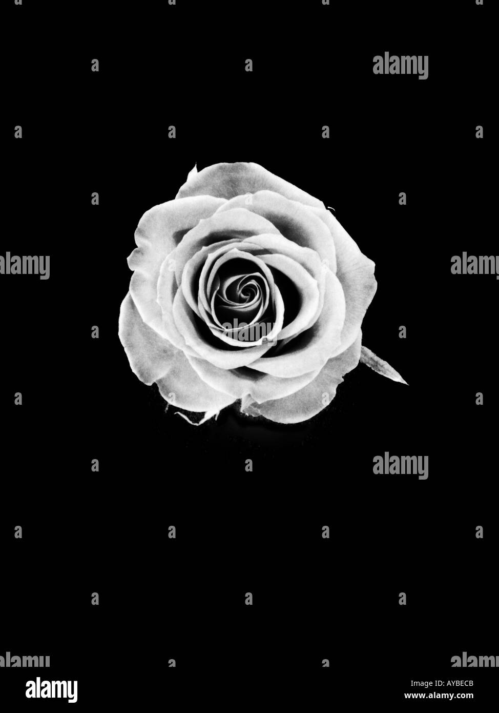 Aesthetic Flower Head Black And White Stock Photos Images Alamy