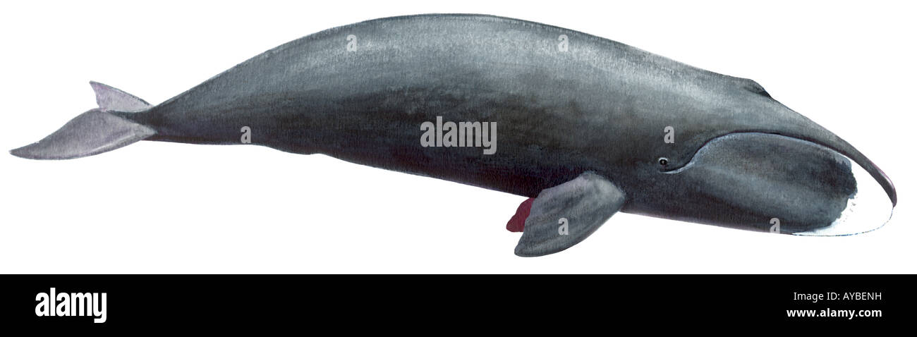 Bowhead Whale, Greenland Right Whale (Balaena mysticetus), drawing Stock Photo
