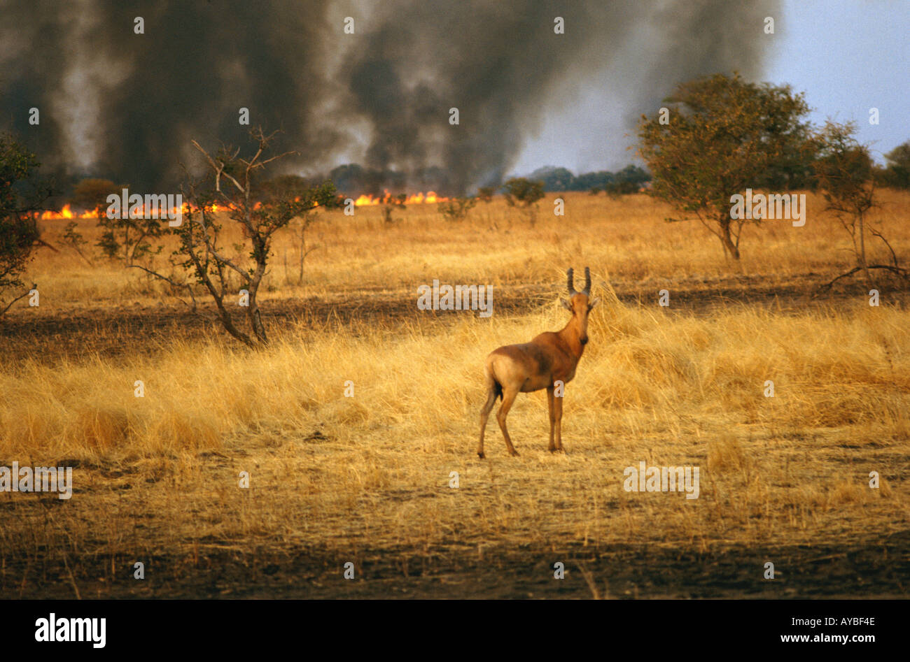 Savanna fire hires stock photography and images Alamy