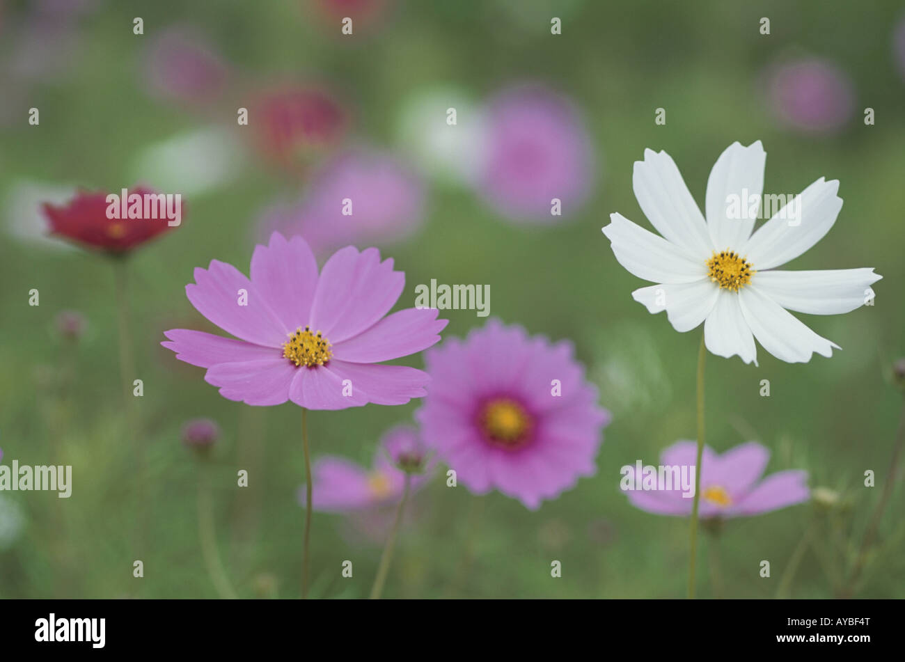 White and pink cosmos hi-res stock photography and images - Alamy