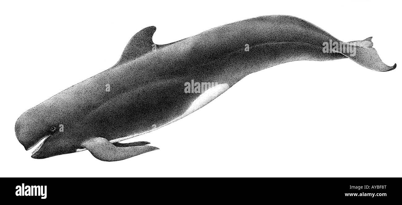 Pilot Whale (Globicephala sp.), drawing Stock Photo