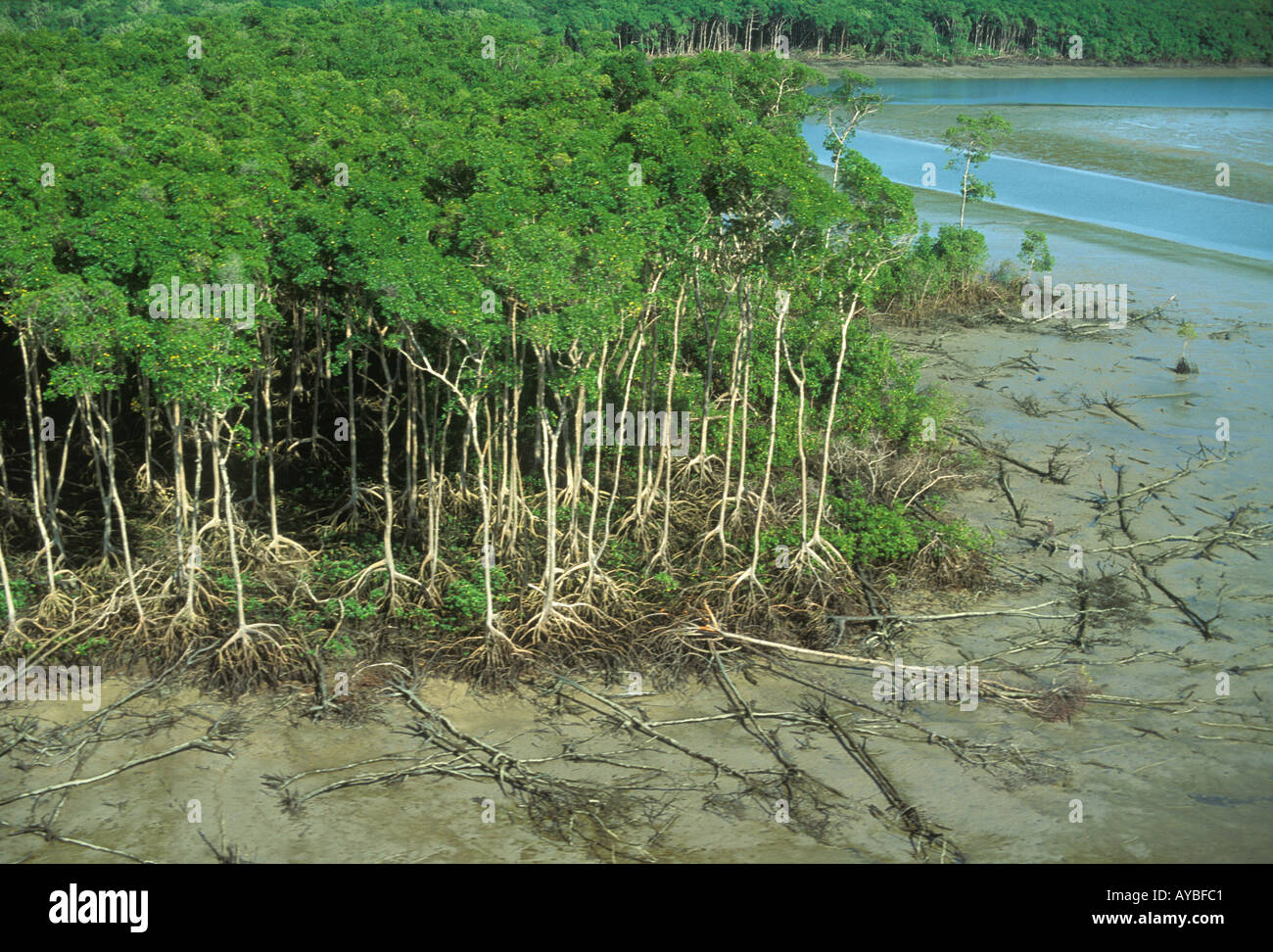 Aerial of mangrove swamp forest at low tide along Atlantic coast east of Amazon estuary Para State Brazil Stock Photo
