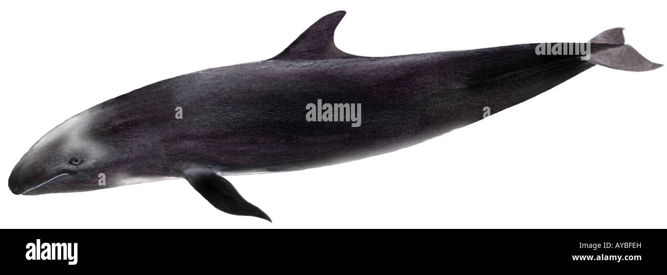 False Killer Whale (Pseudorca crassidens), drawing Stock Photo