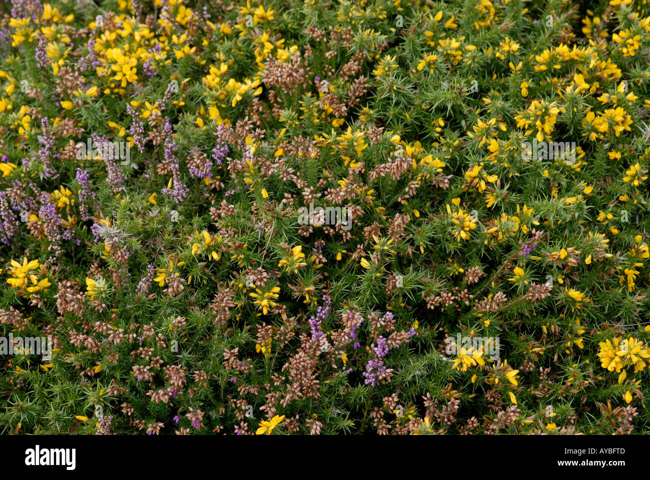 Areas of tough low growing Gorse Ulex species and Heather Erica species cover a south west facing slope Stock Photo