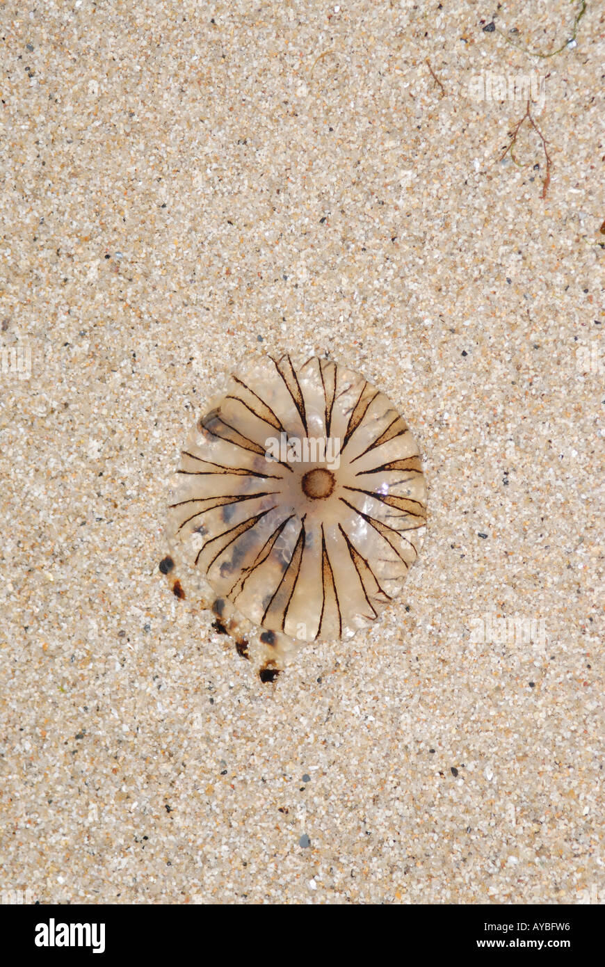 A Compass Jellyfish Chrysaora hyoscella stranded on a sandy beach Stock Photo