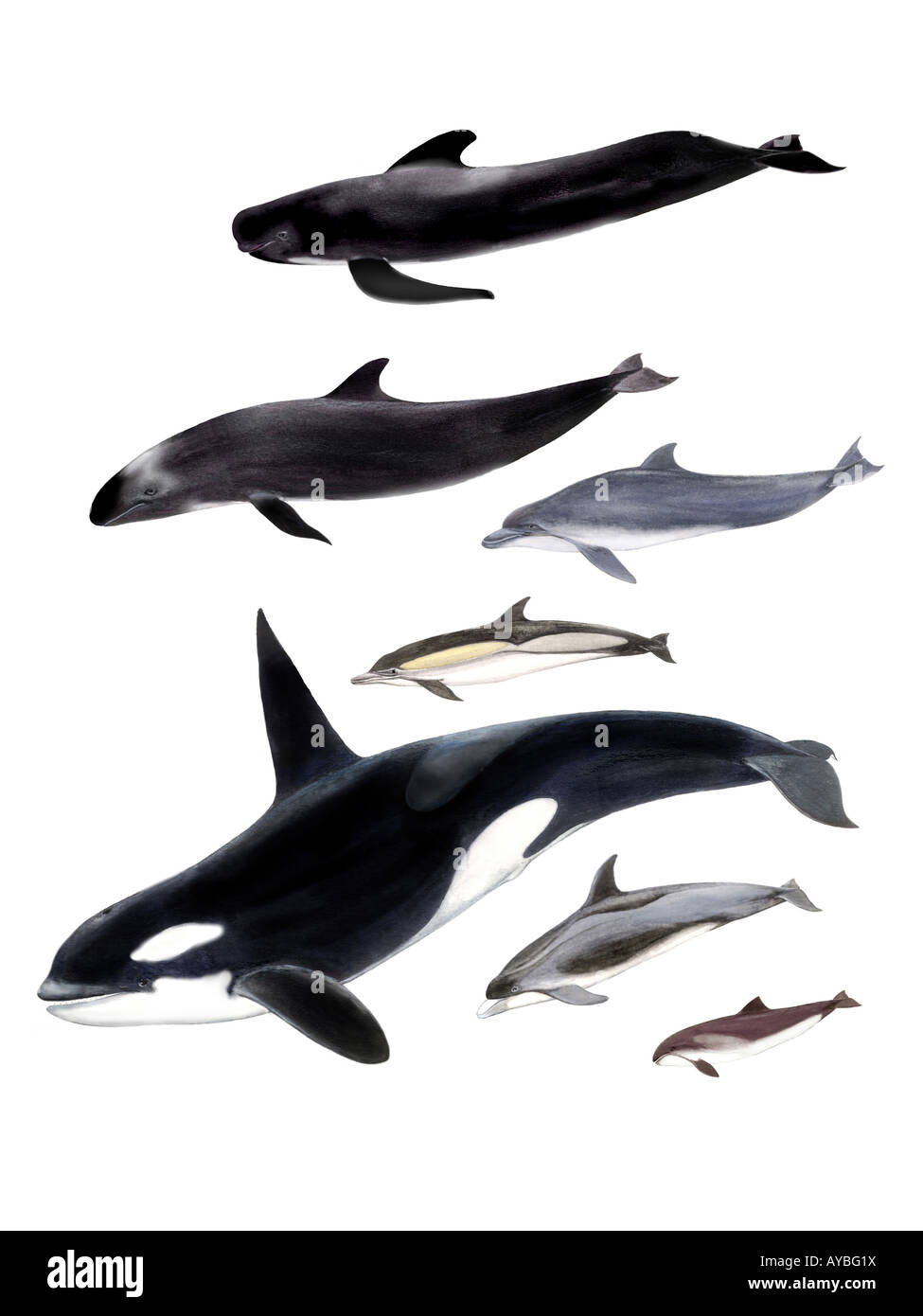 Different small toothed whales drawing Stock Photo