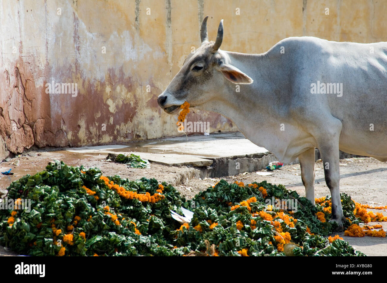 A cow - sacred to Hindus - left to eat left over offerings in the street near the Jantar Mantar, New Delhi, India. Stock Photo