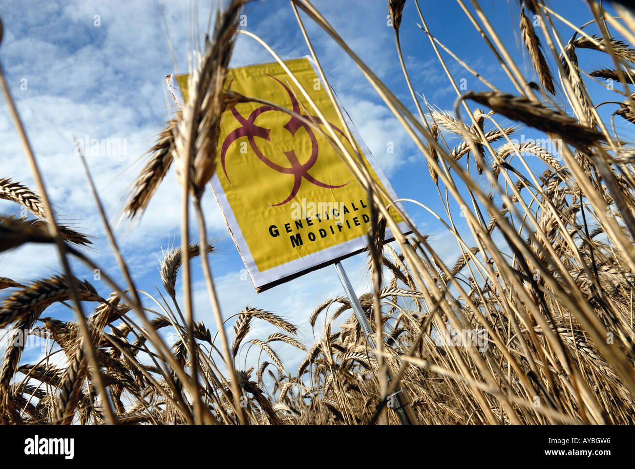 GM crops biohazard warning Stock Photo