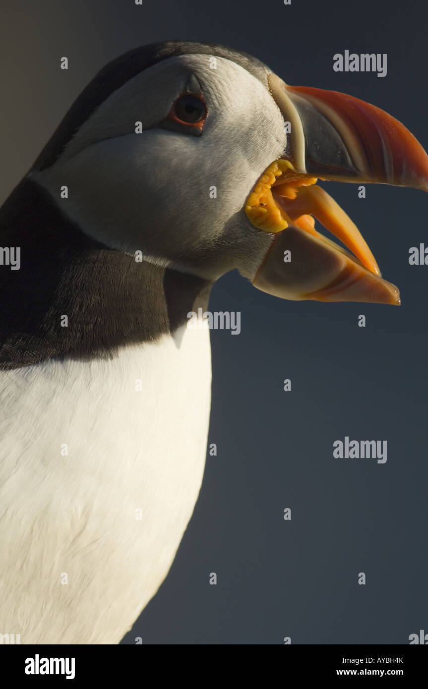 Puffin Fratercula arctica yawning Hermaness Shetland UK Stock Photo