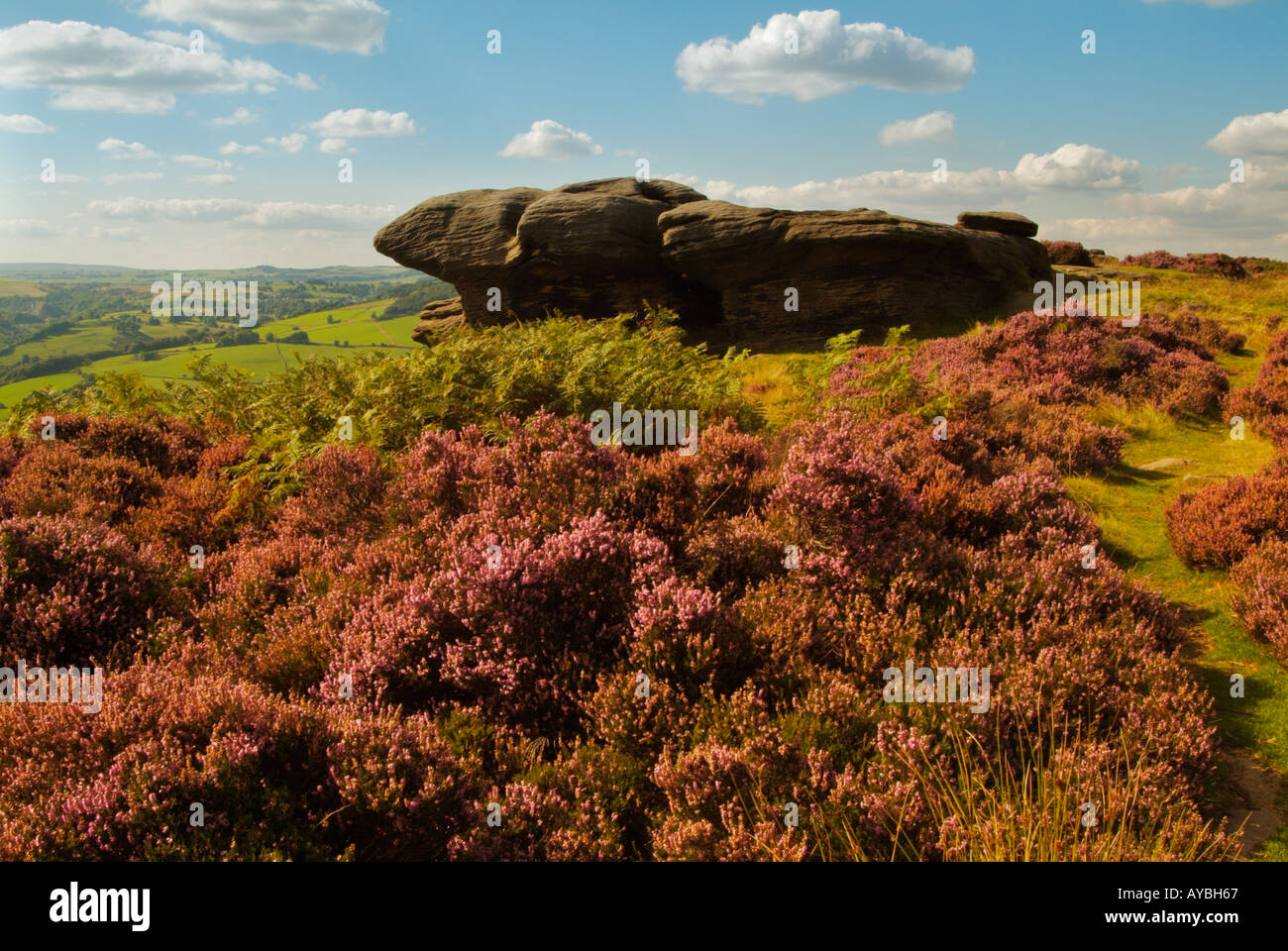 Bell Heather and Gritstone rocks on Froggatt Edge near Chesterfield ...
