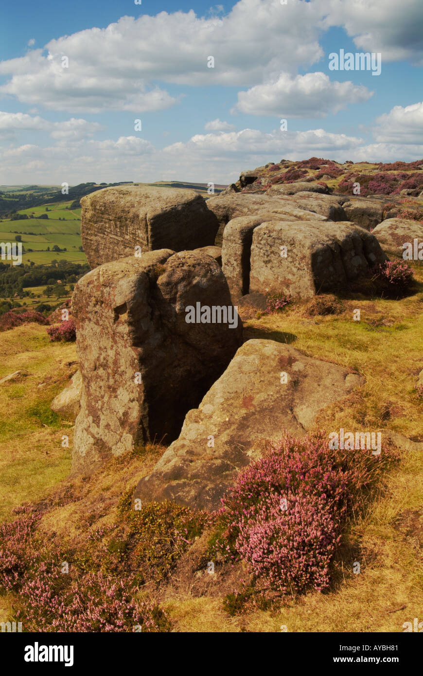 Bell Heather and Gritstone rocks on Froggatt Edge near Chesterfield ...