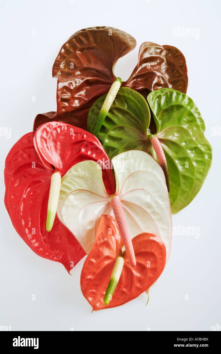Flamingo flower Anthurium andreanum Group of flamingo flowers shot against a white background Stock Photo