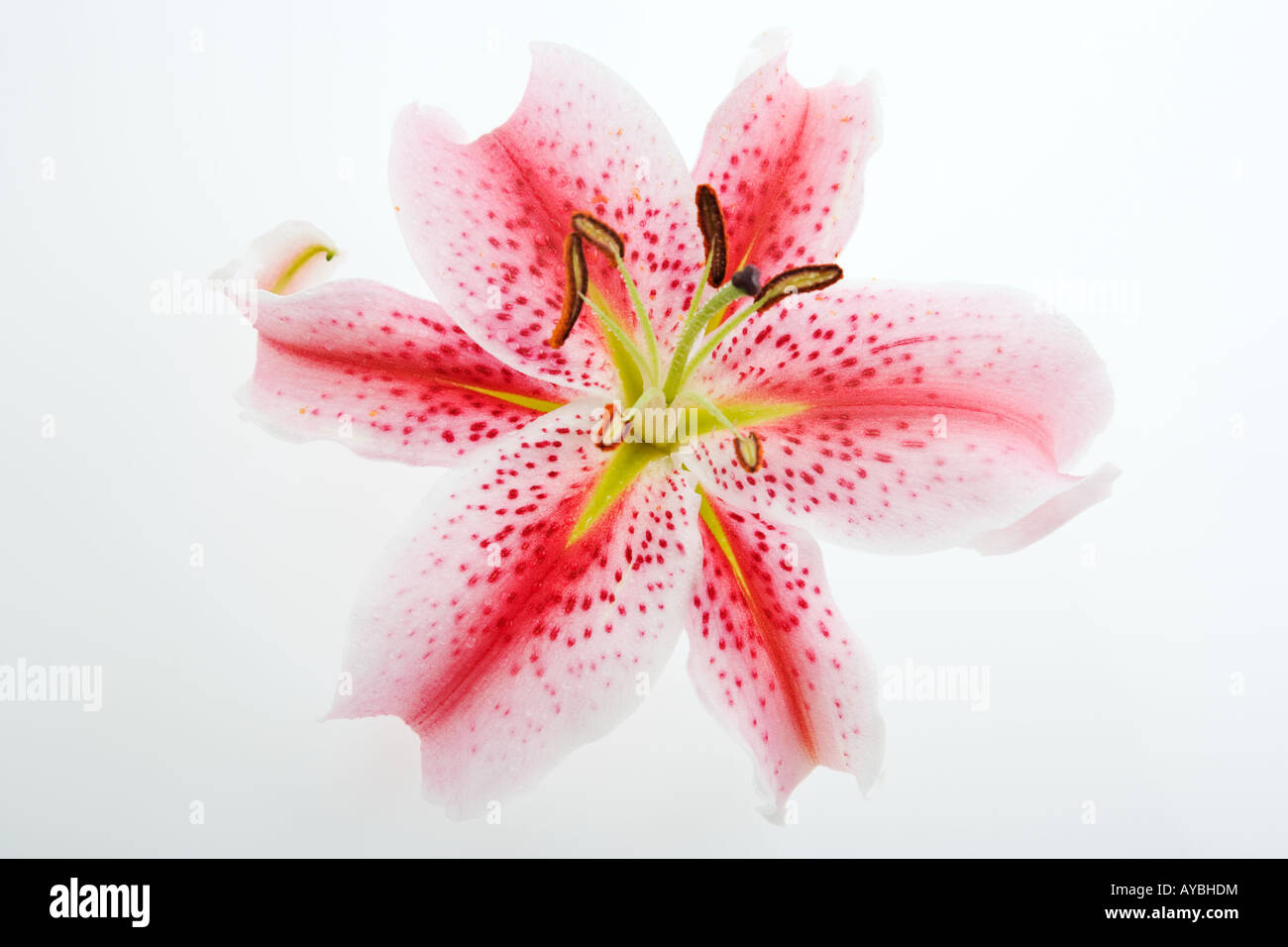 Stargazer lily Lilium Stargazer A fragrant hybrid lily of the Oriental group Studio shot against a white background Stock Photo