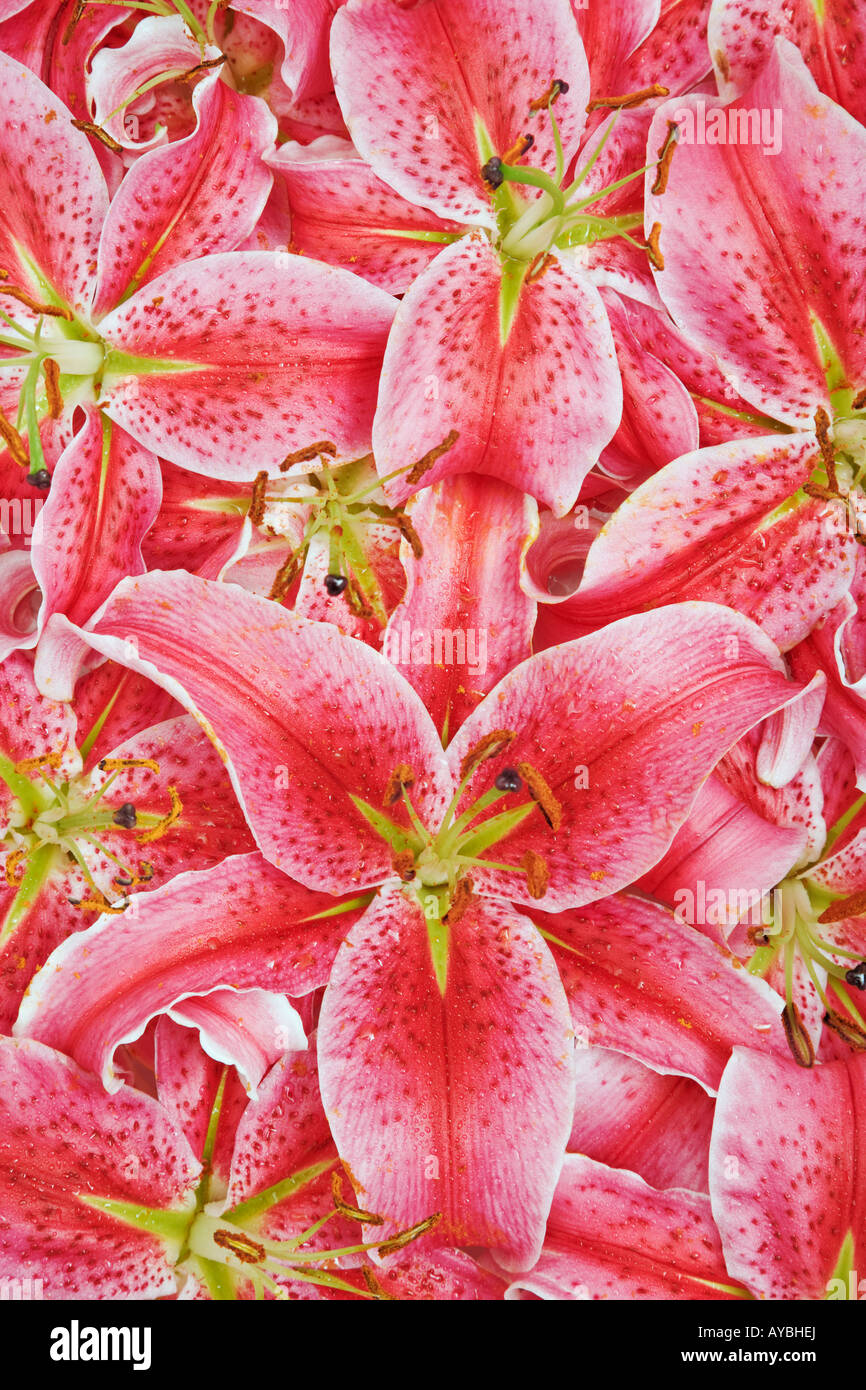 Stargazer lily Lilium Stargazer Mass of these fragrant hybrid lily of