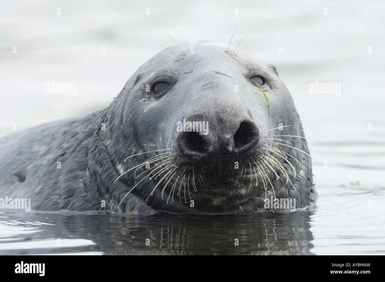 Grey seal bull Halichoerus grypus flaring nostrils sniffing Lerwick harbour Shetland UK Stock Photo