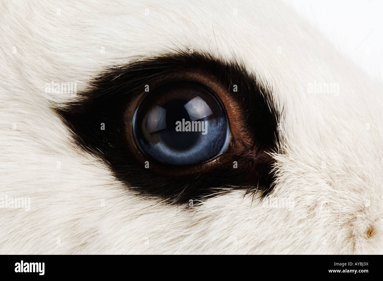 Rabbit eye hi-res stock photography and images - Alamy