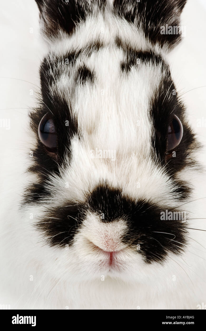 Netherland Dwarf Cute High Resolution Stock Photography and Images - Alamy